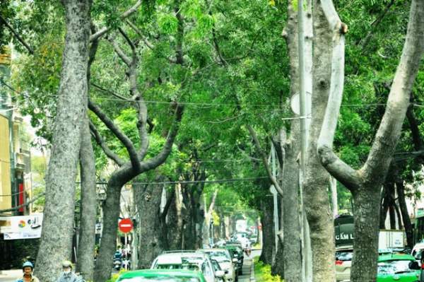 Sắp "khai tử" hàng cây sọ khỉ cổ thụ ở trung tâm Sài Gòn 6