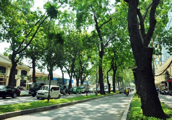 Sắp "khai tử" hàng cây sọ khỉ cổ thụ ở trung tâm Sài Gòn 2