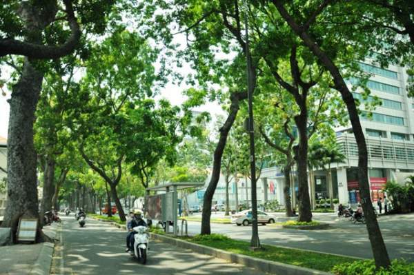 Sắp "khai tử" hàng cây sọ khỉ cổ thụ ở trung tâm Sài Gòn 5