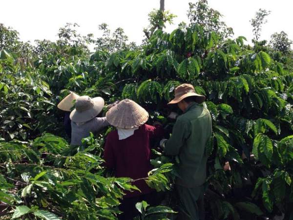 Mùa mưa kéo dài, người trồng cà phê “đứng ngồi không yên” 2