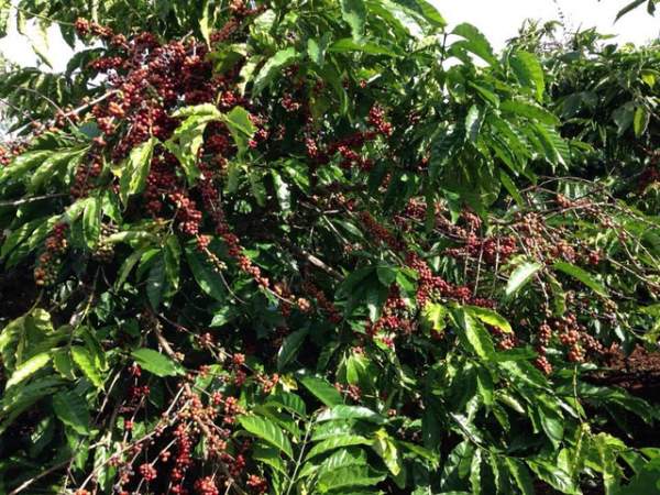 Mùa mưa kéo dài, người trồng cà phê “đứng ngồi không yên” 3