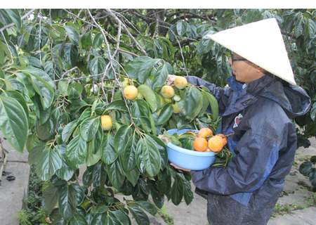 Hồng Đà Lạt ế ẩm vì bị hồng Trung Quốc lấn át 2