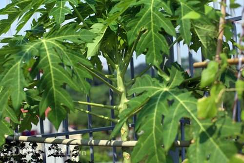 Xuýt xoa vườn cây trái trĩu giàn trên sân thượng của ông bố Thủ đô 39