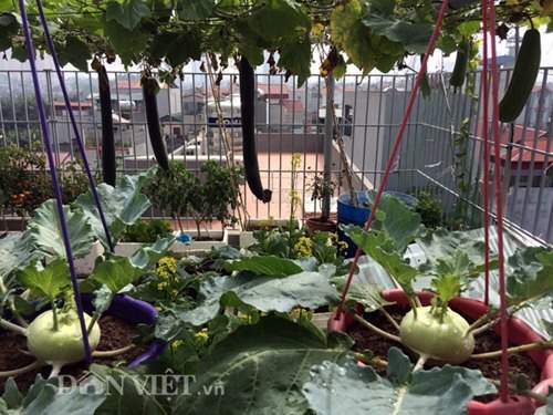 Xuýt xoa vườn cây trái trĩu giàn trên sân thượng của ông bố Thủ đô 6