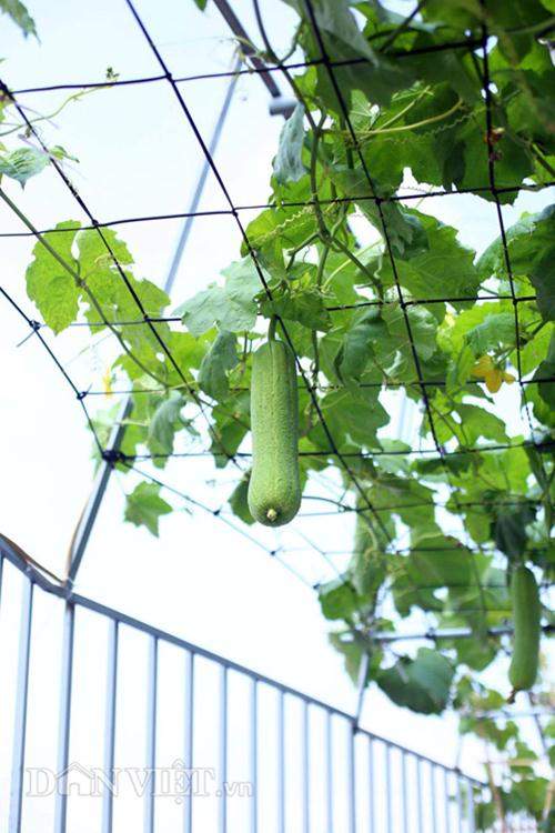 Xuýt xoa vườn cây trái trĩu giàn trên sân thượng của ông bố Thủ đô 30
