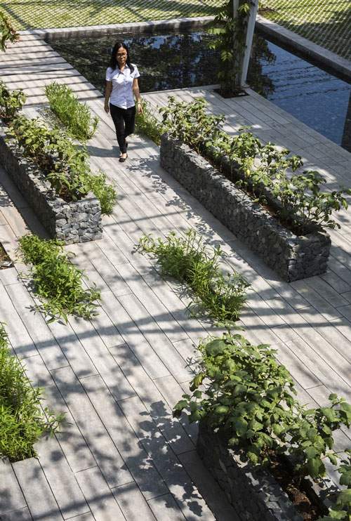 Công viên thu nhỏ trồng toàn rau xanh ‘lạc trôi’ giữa Sài thành 24