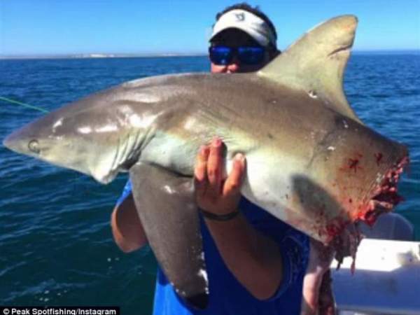 Mỹ: Đàn cá mập bơi lội trên phố sau siêu bão “quái vật”? 3