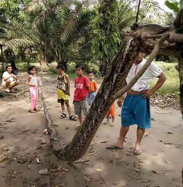 Dân làng Indonesia "xử" xác trăn khổng lồ 7,8m thế nào? 2