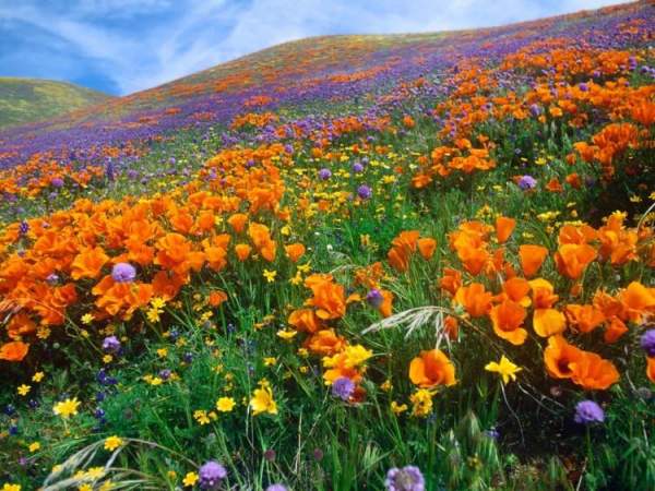 "Đứng hình" trước những thung lũng hoa quyến rũ nhất hành tinh 6