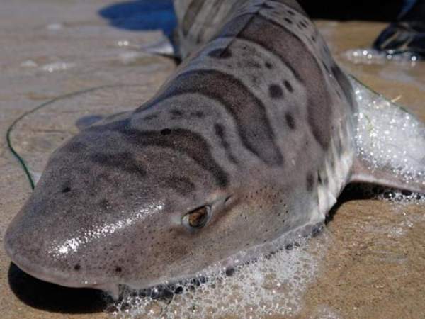 Bắt được cá mập có thân như rắn, mồm 300 răng 4