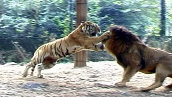 Hổ và sư tử gặp nhau: Cuộc chiến khủng khiếp của 2 chúa tể 3