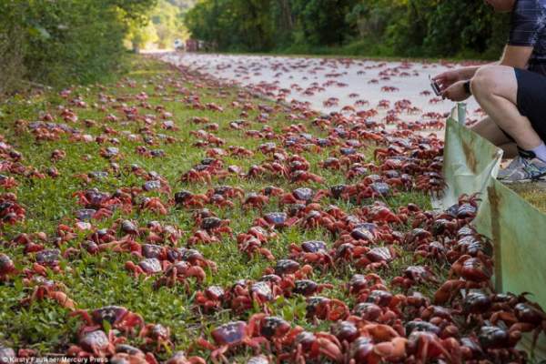 Choáng với cảnh hàng triệu cua đỏ kéo nhau ra biển trên đảo Giáng Sinh 2