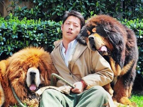 Chán chó ngao Tây Tạng, giới siêu giàu TQ nuôi gì? 5