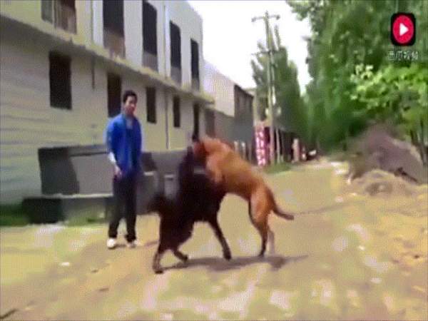 “Thần khuyển” ngao Tây Tạng cắn chết 37 chó sói 6