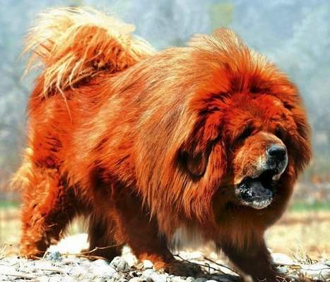 “Thần khuyển” ngao Tây Tạng cắn chết 37 chó sói 3