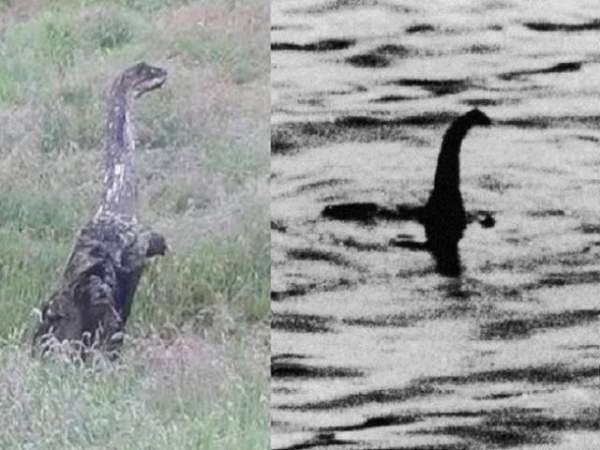 Thêm bằng chứng quái vật hồ Loch Ness tồn tại 3