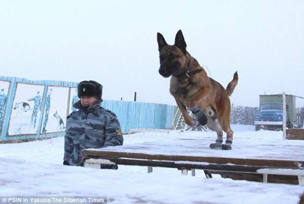 Chó 2,3 tỉ đồng làm "cai ngục" ở nhà tù cẩn mật nhất Nga 2
