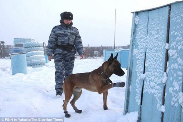 Chó 2,3 tỉ đồng làm "cai ngục" ở nhà tù cẩn mật nhất Nga 3