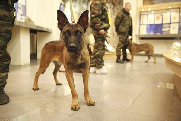 Chó 2,3 tỉ đồng làm "cai ngục" ở nhà tù cẩn mật nhất Nga 5