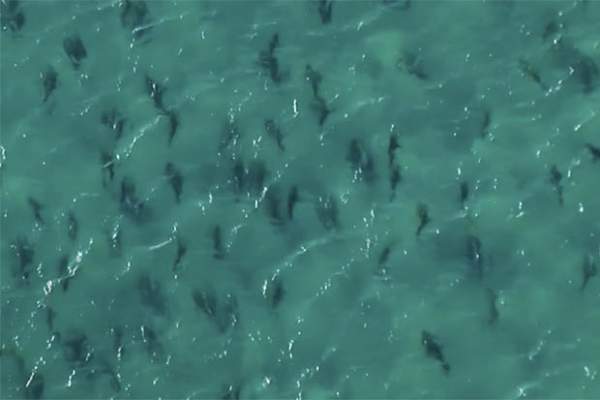 Khiếp hãi cảnh 10.000 cá mập "bao vây" du khách đen đặc bờ biển Mỹ 2