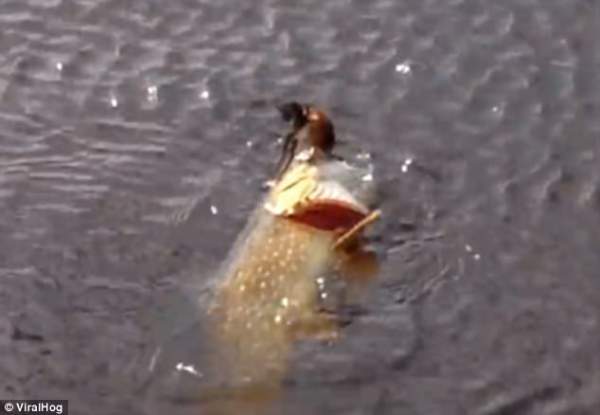 Video: Kinh ngạc cảnh cá dìm chim dưới nước để ăn thịt 2