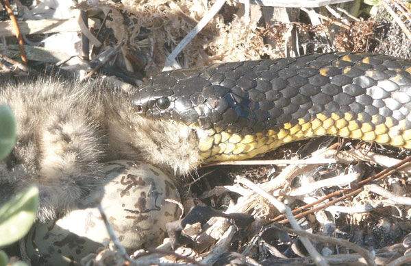 Loài vật khiến hầu hết rắn hổ kịch độc mù mắt trên đảo Úc 2