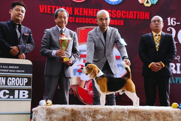 Ngắm chó “quý tộc” giá ngàn đô đi thi "hoa hậu" tại Sài Gòn 13