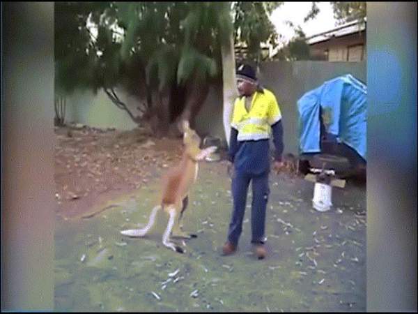 Đến gần cho kangaroo ăn, bé trai Úc không ngờ dính đòn nhớ đời 2