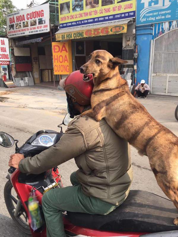 Chú chó ngồi sau xe máy lè lưỡi cực yêu "gây bão" mạng 3