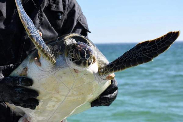 3.000 rùa biển “lăn quay” bất tỉnh vì giá rét kỷ lục ở Mỹ 4