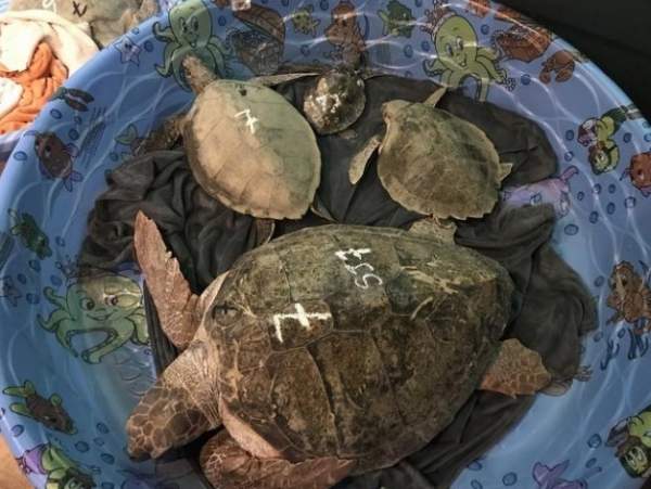 3.000 rùa biển “lăn quay” bất tỉnh vì giá rét kỷ lục ở Mỹ 5
