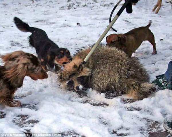 Bên trong trại huấn luyện chó săn đẫm máu ở Nga 2