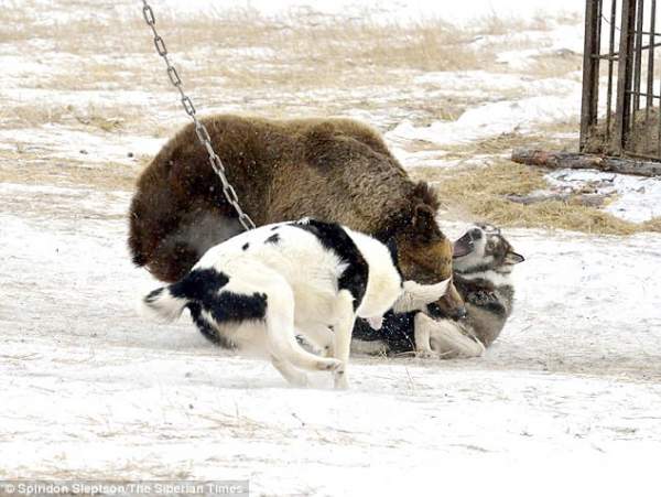 Bên trong trại huấn luyện chó săn đẫm máu ở Nga 3