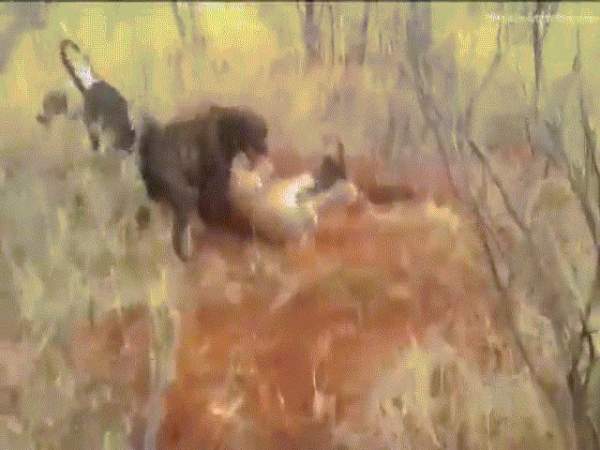 Bên trong trại huấn luyện chó săn đẫm máu ở Nga 4