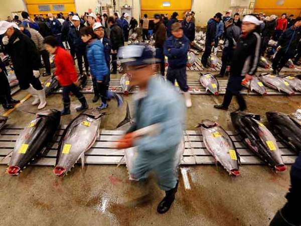 Bên trong chợ cá tươi ngon nhất thế giới, bán lên tới triệu USD/con 7