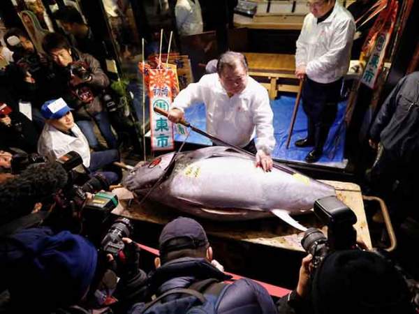 Bên trong chợ cá tươi ngon nhất thế giới, bán lên tới triệu USD/con 8