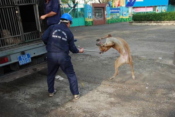 Biệt đội "săn" chó thả rông ở Sài thành 6