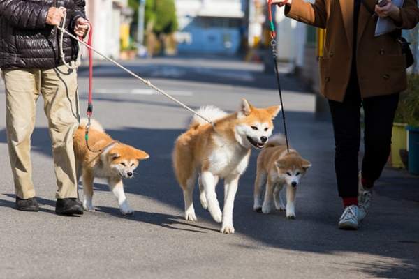 Giống chó đặc biệt thông minh, quốc khuyển của Nhật Bản 2