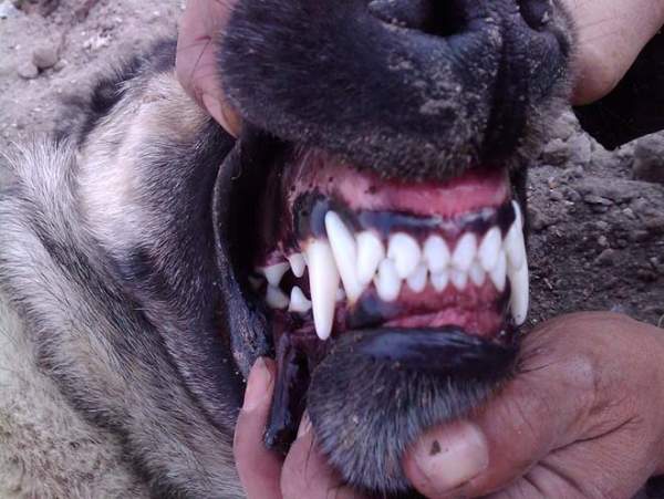Loài chó có cú cắn hủy diệt giết pitbull trong chớp nhoáng 2
