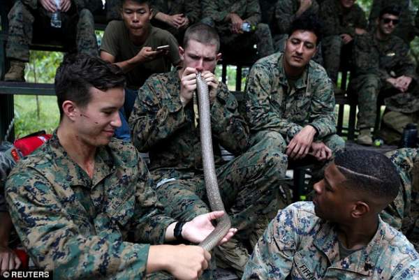 Xem lính Mỹ bắt rắn hổ mang, cắt đầu uống máu trong rừng Thái Lan 2