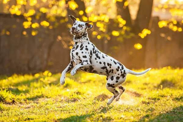 10 giống chó chạy nhanh nhất thế giới 7