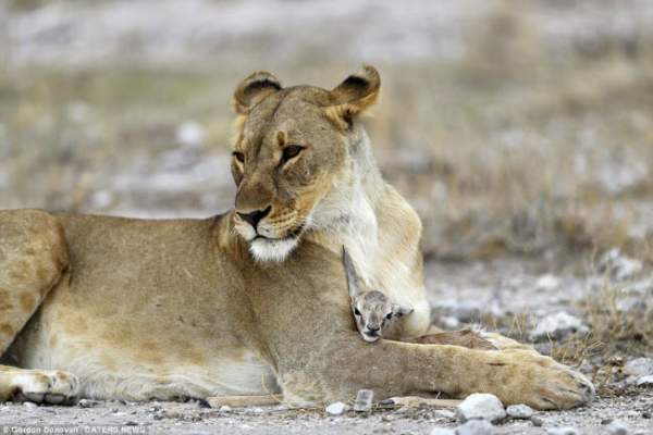 Kì lạ sư tử cái chăm sóc linh dương sơ sinh như con đẻ 2