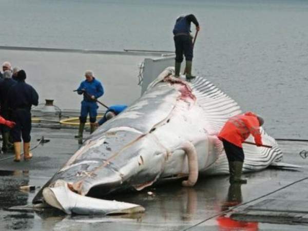 Cái kết thảm của cá voi xanh khổng lồ dài 20m dạt bờ biển Chile 4
