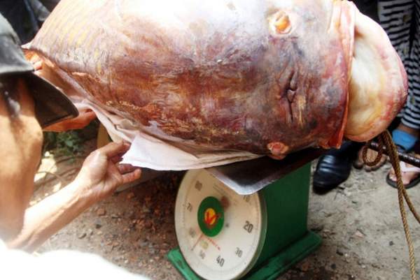 Ngư dân Sài Gòn 2 lần bắt cá “khủng” bán hàng trăm triệu giờ ra sao? 3