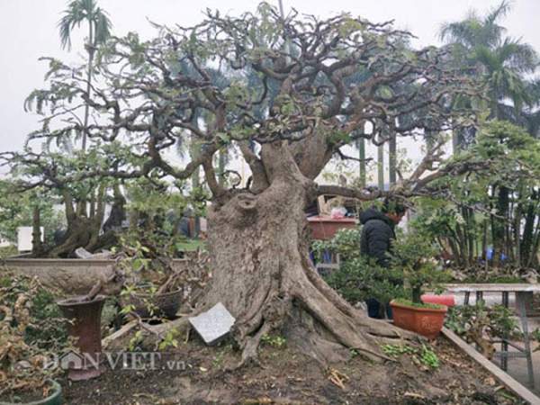 "Cụ" me bonsai trăm tuổi được rao bán gần 200 triệu ở Đồng Nai 4