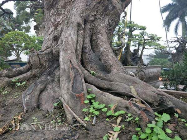 "Cụ" me bonsai trăm tuổi được rao bán gần 200 triệu ở Đồng Nai 2