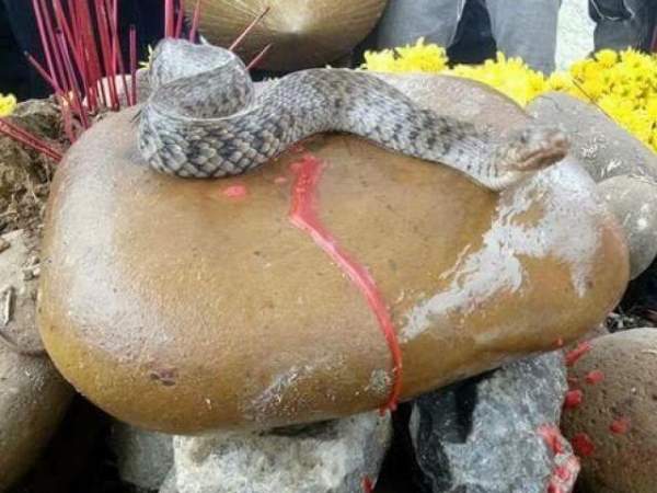 Vụ rắn nằm trên mộ ở Quảng Bình: Dân tái căng lều bạt, tiếp tục cúng bái 2