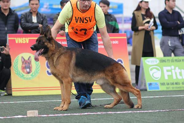 Chó cảnh đua tài, sắc cùng chó nghiệp vụ ở Hà Nội 14