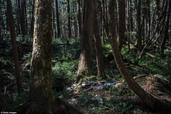 Bên trong khu rừng tự sát ám ảnh nhất nước Nhật 6
