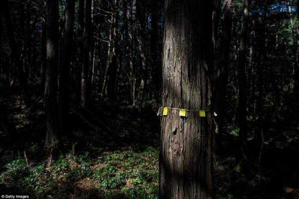 Bên trong khu rừng tự sát ám ảnh nhất nước Nhật 4